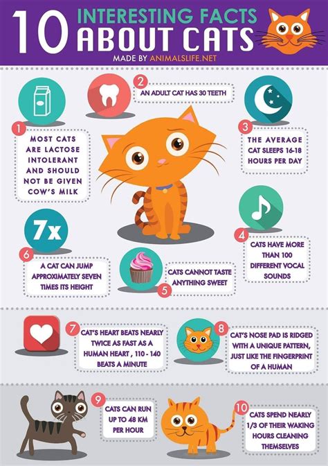 Interesting facts about cats – Artofit
