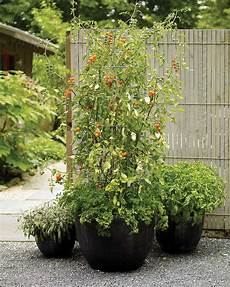 Tomato Container Garden by Container Garden Ideas For Any Household Martha Stewart Tomato Container Garden