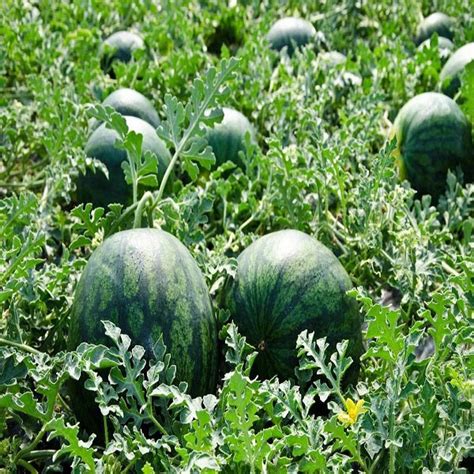 Buy Easy To Grow Fruit Seeds online from Nurserylive at lowest price.