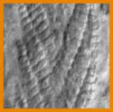 Ediacaran or Vendian Biota