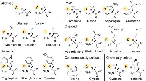 Positively charged amino acids - laderrr