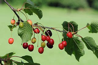 Image result for SQL Cast Date Examples