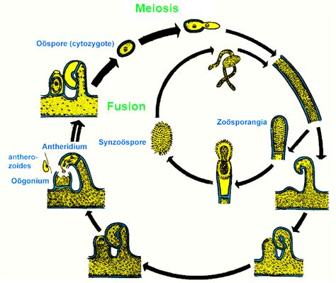 Life Cycle of Vaucheria, Practical work and Lab Study Of Vaucheria