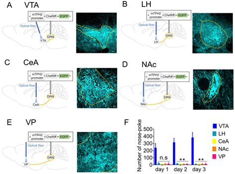 The Role of Dorsal Raphe Serotonin Neurons in the Balance between ...