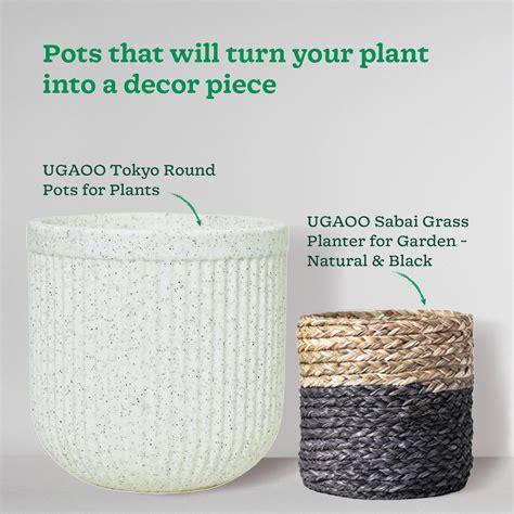 Money Plant Variegated with Moss Stick – Ugaoo