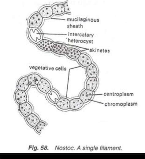 Nostoc Vegetative Cells