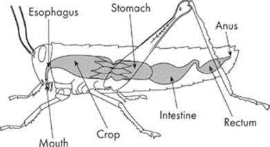 THE HUMAN DIGESTIVE SYSTEM