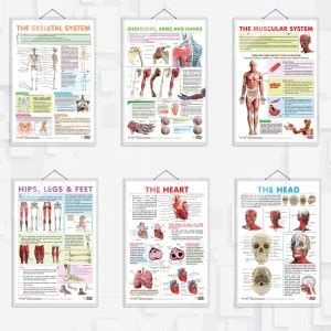 THE SKELETAL SYSTEM, SHOULDER, ARMS AND HANDS, THE MUSCULAR SYSTEM ...