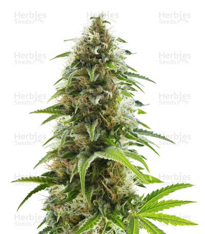 Alien Technology Strain 的图像结果