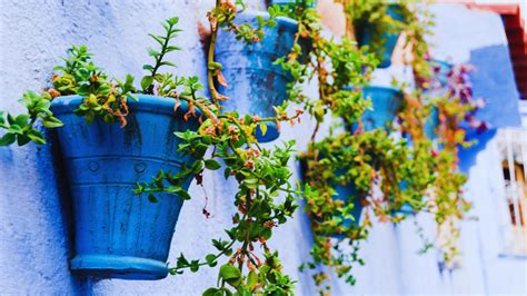 12 Beautiful Wall Decor Ideas Using Hanging Plants | Times Now
