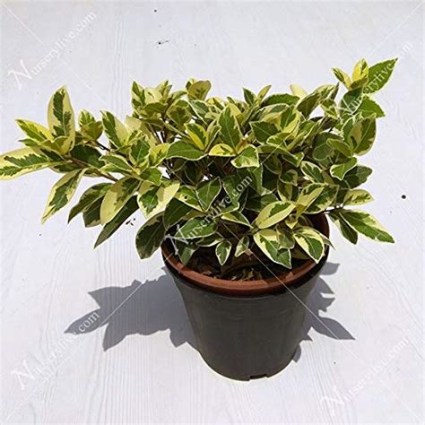 LushGreen Safari Ficus (1 Healthy Indoor Live Plant) : Amazon.in ...