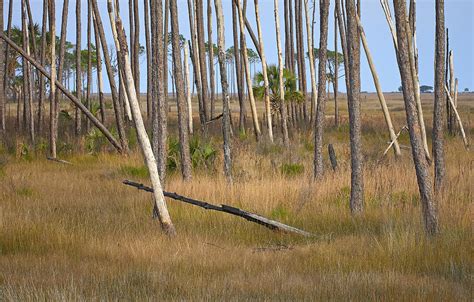 Image result for Two Crossed Trees