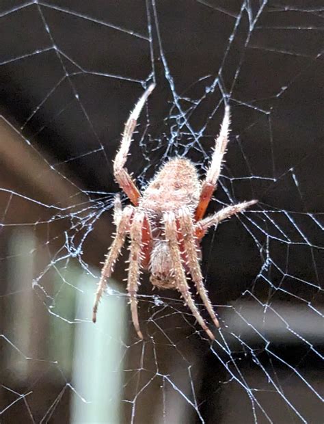 North Carolina : r/spiders