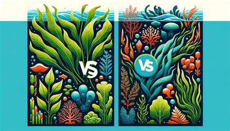Kelp vs Seaweed | The Sea Moss Harvest