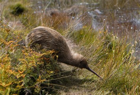New Zealand wildlife: Where to see iconic animals in NZ