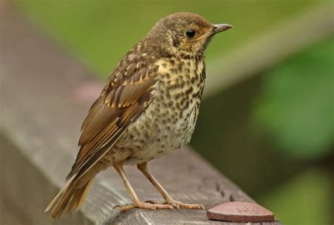 Thrushes (Turdidae): A Guide to These Beautiful Songbirds - Glenlivet ...