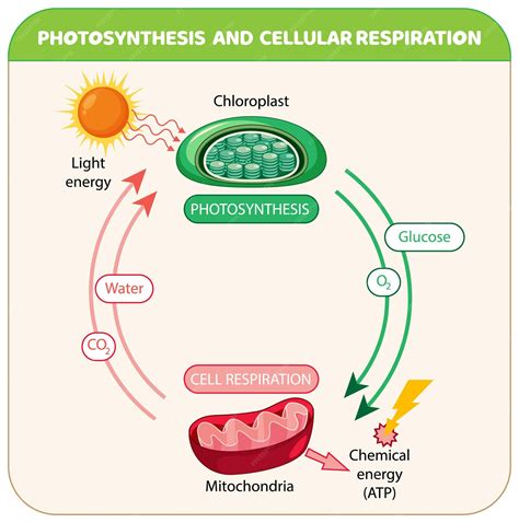 Premium Vector | Photosynthesis and cellular respiration diagram