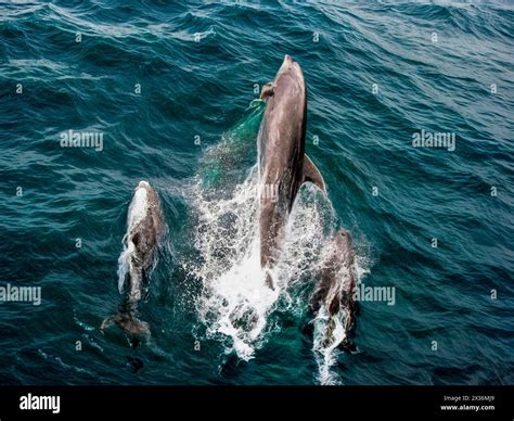 Dolphin jumping in front of ship hi-res stock photography and images ...