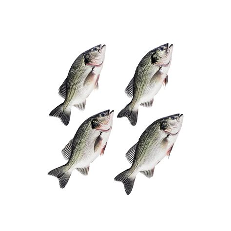 Four Fresh White Bass Fish on White Background | Premium AI-generated PSD