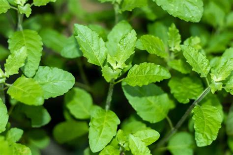Que Es Holy Basil En Espanol at Cathy Remington blog