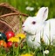 Image result for Cute White Baby Bunny in Daisy's