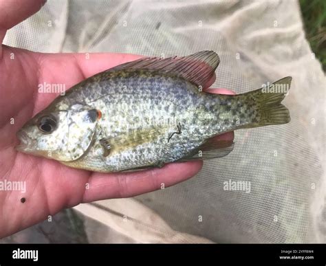 Redear sunfish hi-res stock photography and images - Alamy
