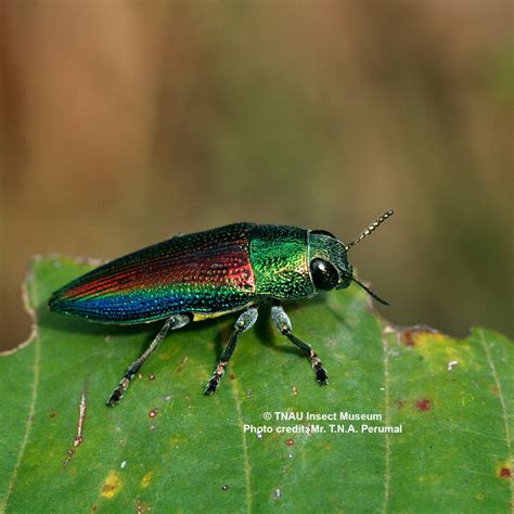 Insect Museum