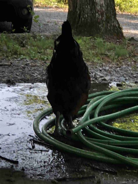 Do You Need to Refrigerate Eggs From Backyard Chickens? - BackyardChickenNews