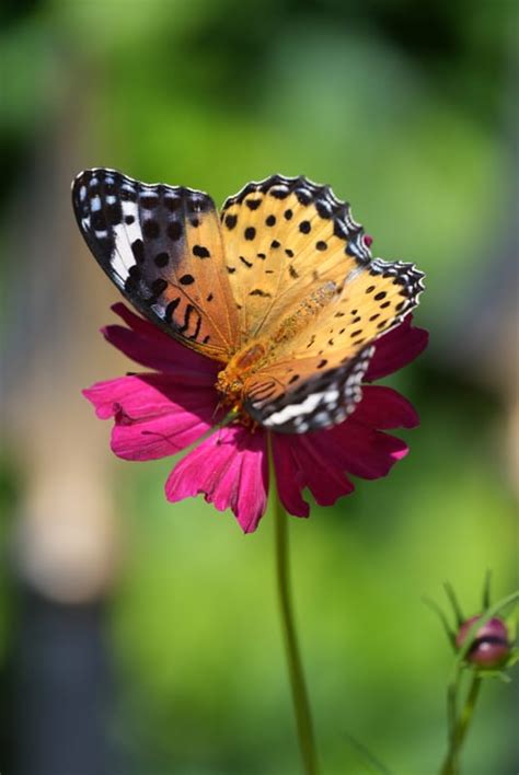 Image result for Flutter Webview Source Code