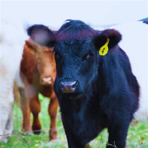 RFID Tag 的图像结果