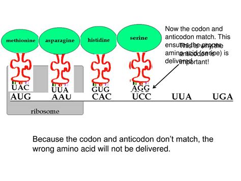 DNA Translation Basic 的图像结果