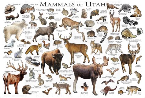 Utah State Animal Cartoon