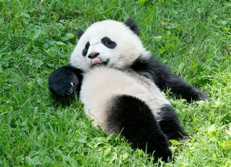 旅美熊猫“宝宝”回国 美国民众送行_熊猫频道