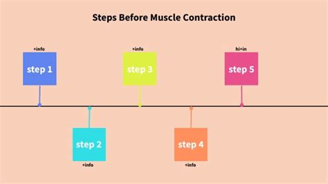 Image result for Muscle Contraction Animation Steps