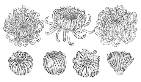 Premium Vector | Chrysanthemum flower by hand drawing