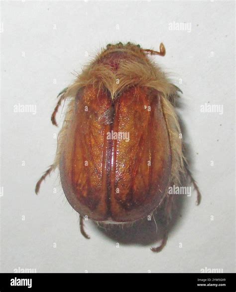 African Woolly Chafers (Sparrmannia Stock Photo - Alamy