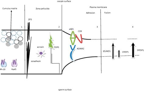 Molecular and Cellular Mechanisms of Sperm-Oocyte Interactions Opinions ...