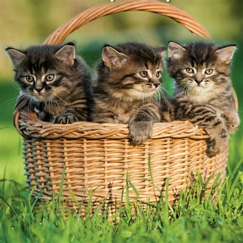 3 kittens in a basket | Cats and kittens, Kittens, Cute little kittens