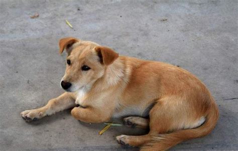 上海禁养犬2023 - 上海慢慢看