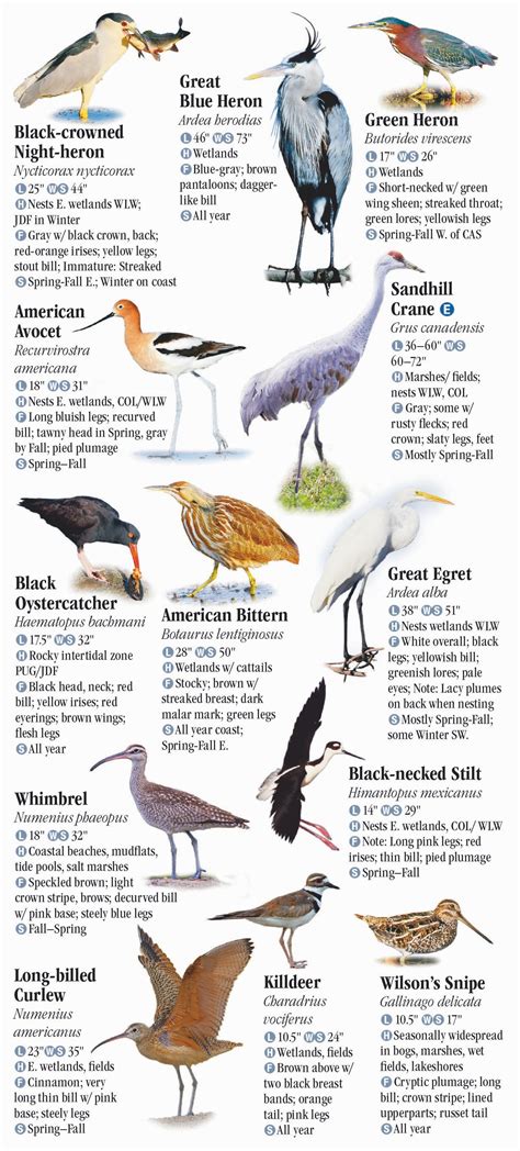 Different Types Of Birds In Washington State at Hazel Anderson blog