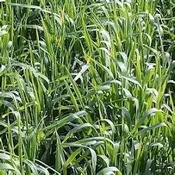 Best Top Rated Playground in Barodi, Haryana, India | Yappe.in