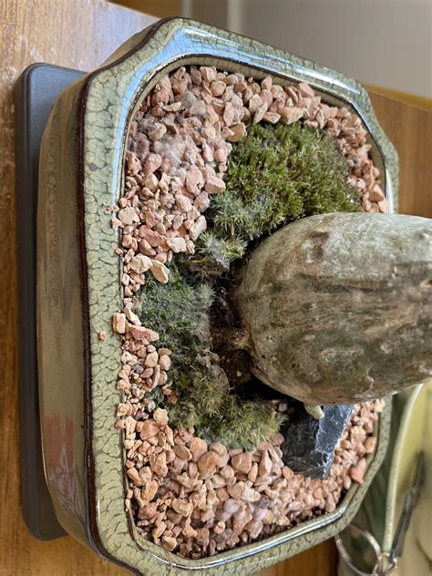 Desert Rose growing white mold : r/houseplants