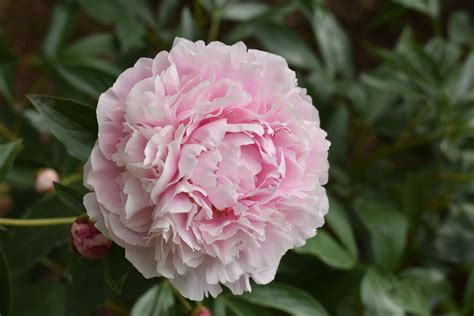 Shirley Temple Peony