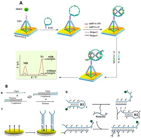 Electrochemical Biosensors for Detection of MicroRNA as a Cancer ...