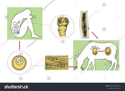 36 Life Cycle Tapeworm Illustration Images, Stock Photos & Vectors | Shutterstock