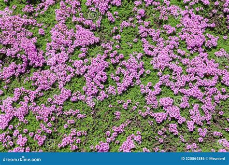 Thyme is a Fragrant, Low-growing Ground Cover that Produces Tiny Pink ...