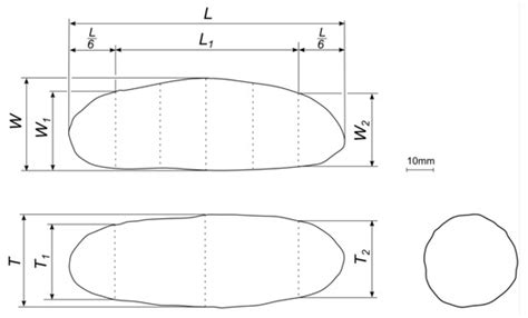 Numerical Modeling of the Shape of Agricultural Products on the Example ...