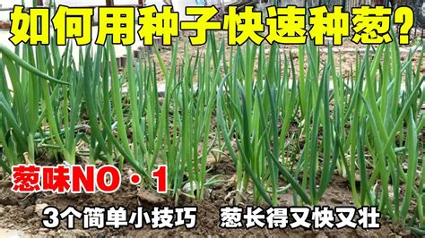 大葱种植技术：大葱旺盛生长期培土软化应该怎么样管理？ | 说明书网