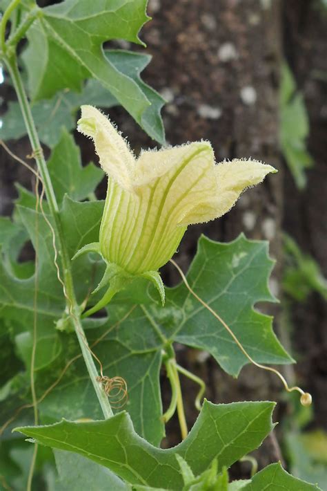 Momordica balsamina L. | Plants of the World Online | Kew Science