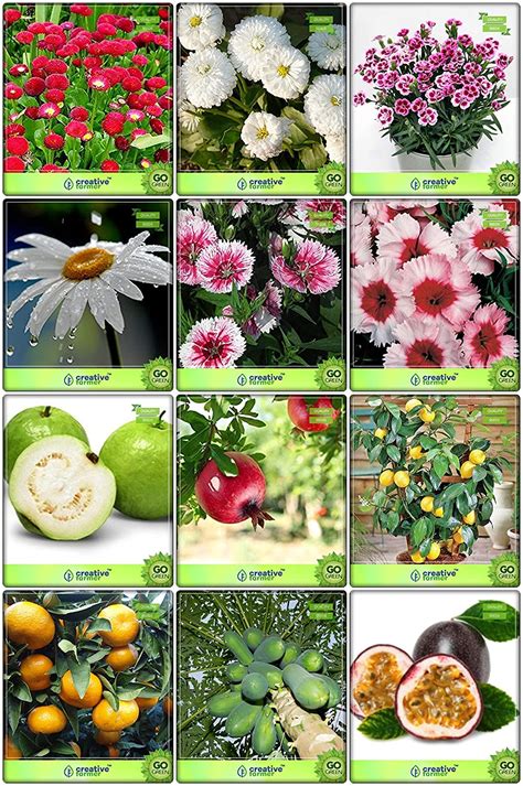 Creative Farmer Seed Combo Flower Seeds & Fruit : Guava, Pomagranate ...